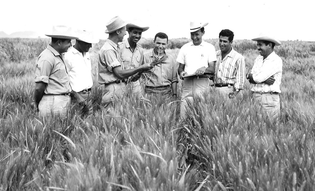 Dr. Borlaug with his students in a wheat field in Mexico